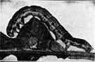 fall cankerworm - green or brown white-striped looper