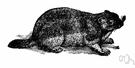 Marmota flaviventris - heavy-bodied yellowish-brown marmot of rocky areas of western North America