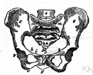 os pubis - one of the three sections of the hipbone
