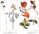 baneberry - a plant of the genus Actaea having acrid poisonous berries