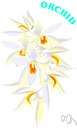 Vanilla planifolia