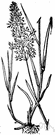 velvet bent - common grass with slender stems and narrow leaves