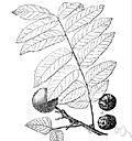 Amorpha californica - an erect to spreading hairy shrub of the Pacific coast of the United States having racemes of red to indigo flowers