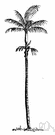 Euterpe - a monocotyledonous genus of graceful palm trees in tropical America