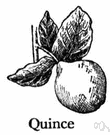 quince bush - small Asian tree with pinkish flowers and pear-shaped fruit