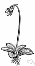 genus Pinguicula - butterworts: a large genus of almost stemless carnivorous bog plants