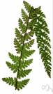 scented fern - sweetly scented African fern with narrow bipinnate fronds