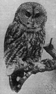 Strix nebulosa - large dish-faced owl of northern North America and western Eurasia