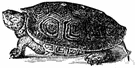diamondback terrapin - of marshes along Atlantic and Gulf Coasts of United States