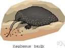 genus Zaglossus
