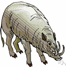 Babyrousa - a genus of Suidae