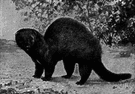 Mustela - type genus of the family Mustelidae: minks and weasels