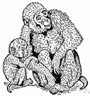 rhesus monkey - of southern Asia