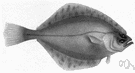 Hippoglossoides platessoides - large American food fish