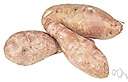 malanga - tropical American aroid having edible tubers that are cooked and eaten like yams or potatoes