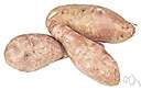 Spoonflower - tropical American aroid having edible tubers that are cooked and eaten like yams or potatoes