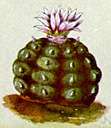 mescal button - the button-shaped top of the mescal cactus
