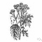 bible leaf - tansy-scented Eurasian perennial herb with buttonlike yellow flowers