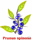 Prunus spinosa - a thorny Eurasian bush with plumlike fruits