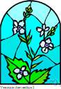 gypsyweed