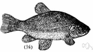 Tinca tinca - freshwater dace-like game fish of Europe and western Asia noted for ability to survive outside water