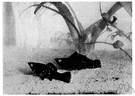 mollie - popular aquarium fish