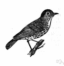 wood thrush - large thrush common in eastern American woodlands