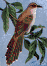 black-billed cuckoo - North American cuckoo