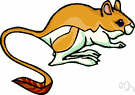 jerboa rat - large Australian rat with hind legs adapted for leaping
