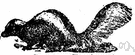 Mephitinae - subdivision not used in some classifications: skunks