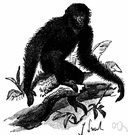 Symphalangus syndactylus - large black gibbon of Sumatra having the 2nd and 3rd toes partially united by a web
