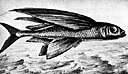 four-wing flying fish - having both pectoral and pelvic fins enlarged