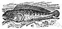 Anarhichadidae - wolffishes