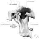 temporomandibular joint - the joint between the head of the lower jawbone and the temporal bone
