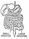 large intestine - beginning with the cecum and ending with the rectum