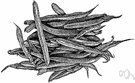 green bean - immature bean pod eaten as a vegetable