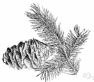 Pseudotsuga - douglas fir