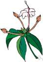 Mirabilis oblongifolia - leafy wildflower with lavender-pink flowers that open in the evening and remain through cool part of the next day