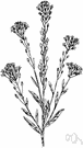 genus Berteroa - hoary alyssum