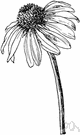 Echinacea - small genus of North American coarse perennial herbs