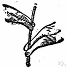 amplexicaul leaf - a leaf with its base clasping the stem