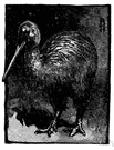 flightless bird - flightless birds having flat breastbones lacking a keel for attachment of flight muscles: ostriches