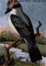 gray kingbird - a kingbird that breeds in the southeastern United States and winters in tropical America