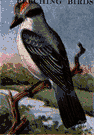 petchary - a kingbird that breeds in the southeastern United States and winters in tropical America