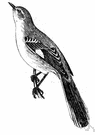 mocker - long-tailed grey-and-white songbird of the southern United States able to mimic songs of other birds