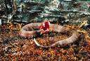 Sonoran whipsnake - both terrestrial and arboreal snake of United States southwest