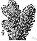 madriporian coral - corals having calcareous skeletons aggregations of which form reefs and islands