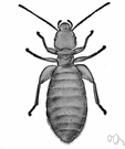 common booklouse - a variety of booklouse