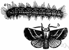 tent caterpillar - the larvae of moths that build and live in communal silken webs in orchard and shade trees