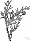 Port Orford cedar - the wood of the Port Orford cedar tree